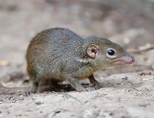 Picture of a northern tree shrew (Tupaia belangeri)