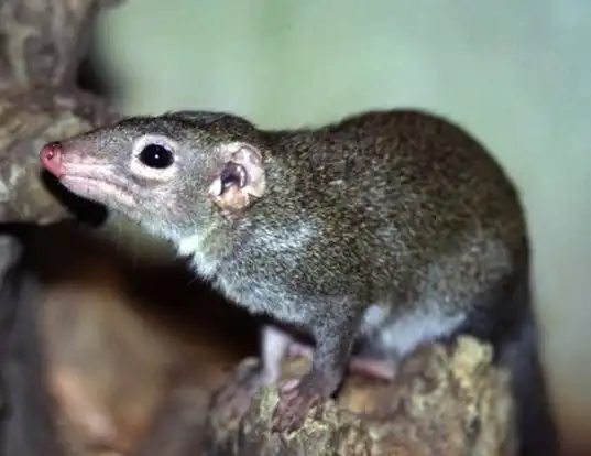 Picture of a long-footed treeshrew (Tupaia longipes)