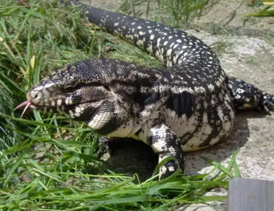 Picture of a s. american black-pointed tegu lizard (Tupinambis nigropunctatus)