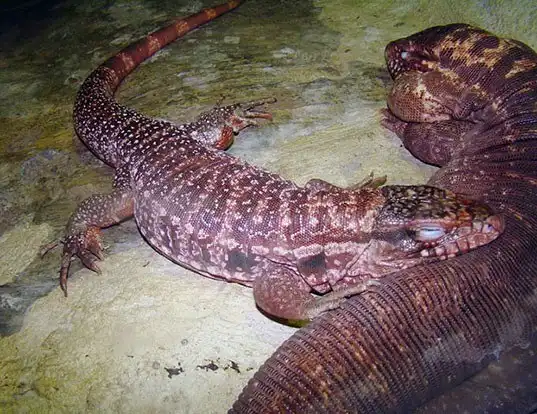 Picture of a red tegu (Tupinambis rufescens)