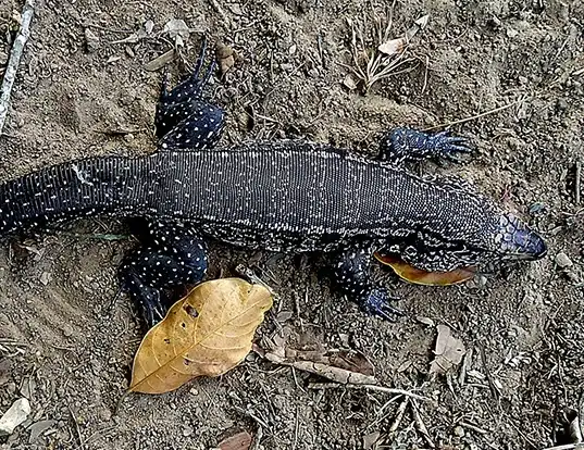 Picture of a black tegu (Tupinambis teguixin)