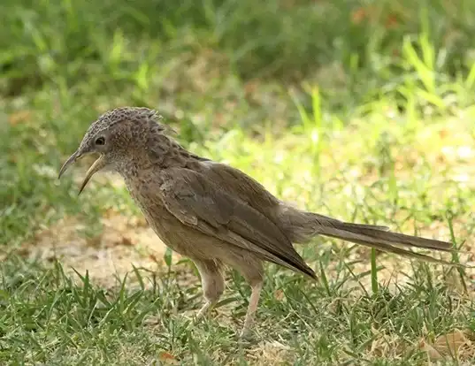 Picture of a arabian babbler (Turdoides squamiceps)