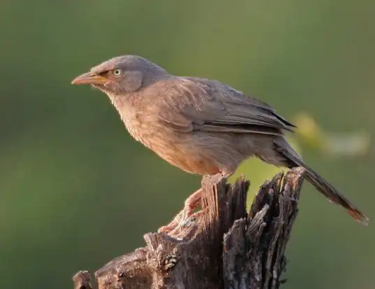 Picture of a jungle babbler (Turdoides striata)