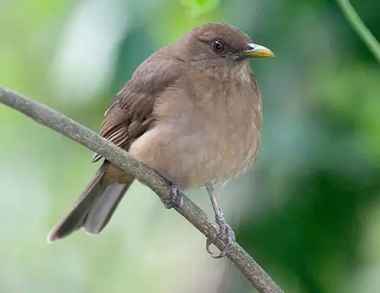 Picture of a clay-coloured thrush (Turdus grayi)