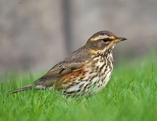 Picture of a redwing (Turdus iliacus)