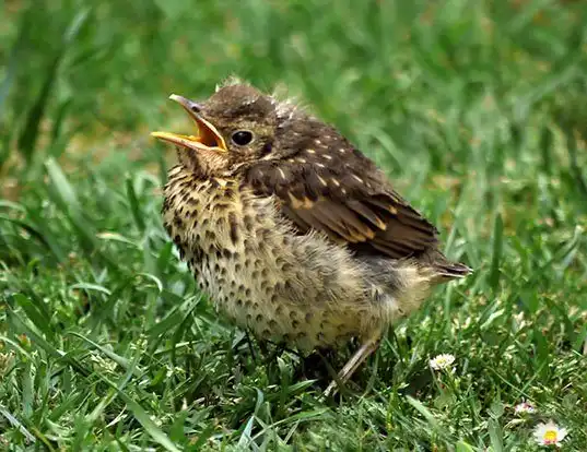 Picture of a song thrush (Turdus philomelos)