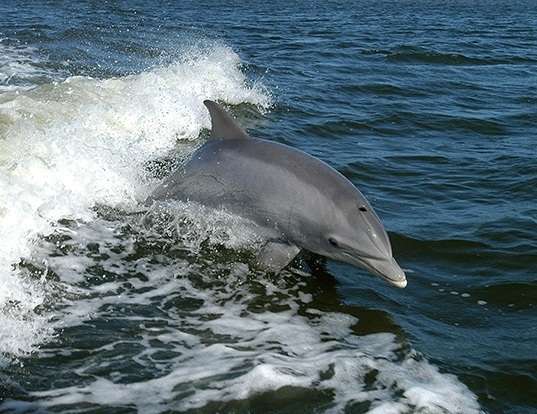 Picture of a bottlenosed dolphin (Tursiops truncatus)