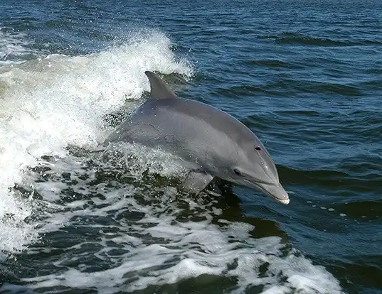 Picture of a bottlenosed dolphin (Tursiops truncatus)