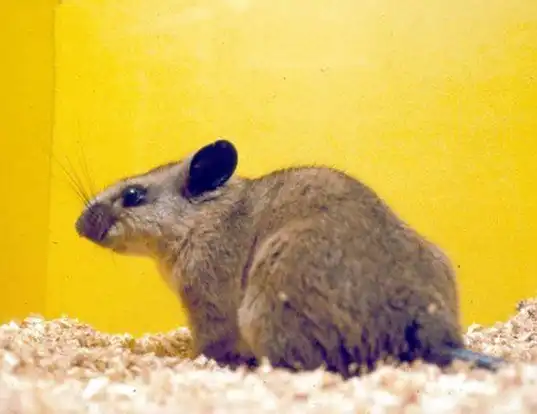 Picture of a peters's climbing rat (Tylomys nudicaudus)