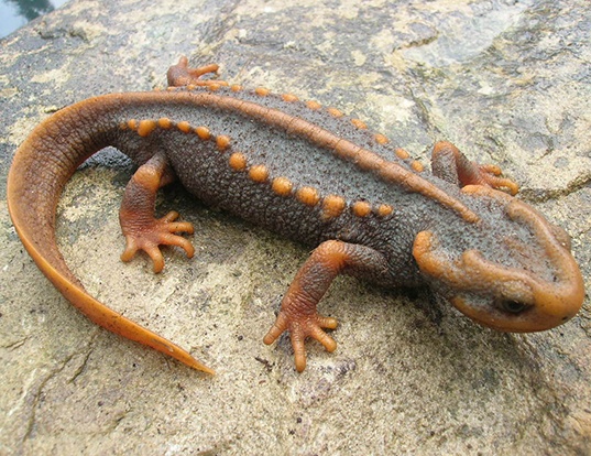 Picture of a crocodile newt (Tylototriton verrucosus)
