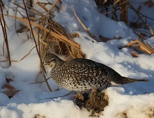 Picture of a sharp-tailed grouse (Tympanuchus phasianellus)