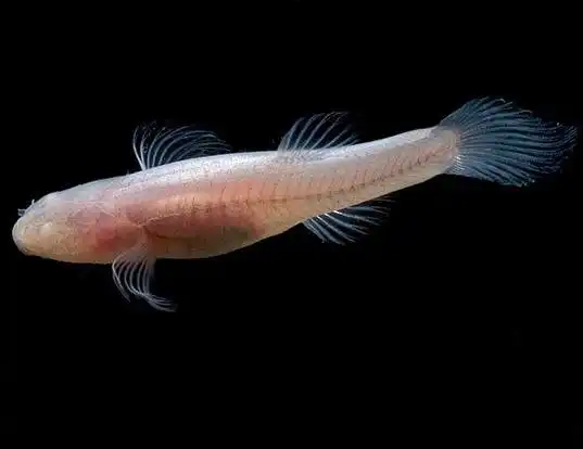 Picture of a southern cavefish (Typhlichthys subterraneus)