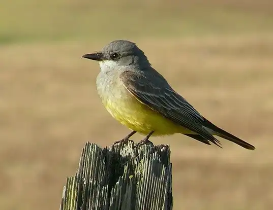 Picture of a western kingbird (Tyrannus verticalis)