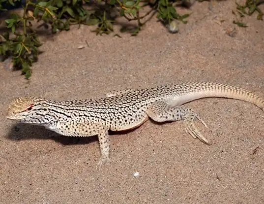 Picture of a colorado desert fringe-toed lizard (Uma notata)