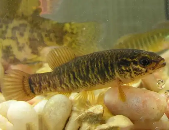 Picture of a central mudminnow (Umbra limi)