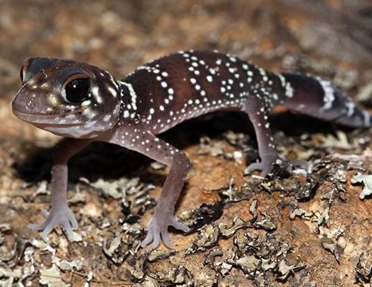 Picture of a thick-tailed gecko (Underwoodisaurus milii)
