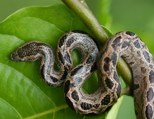Picture of a isthmian dwarf boa (Ungaliophis continentalis)