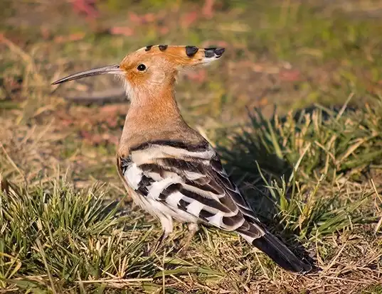 Picture of a hoopoe (Upupa epops)