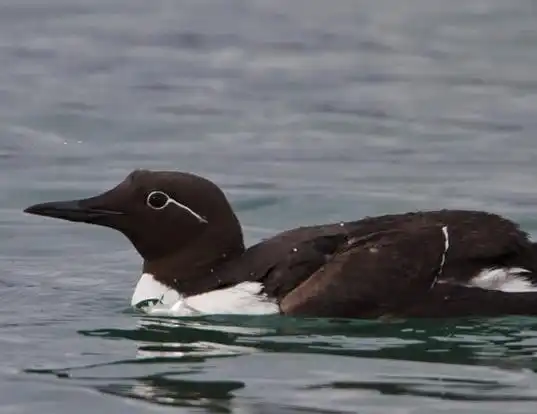 Picture of a murre (Uria aalge)
