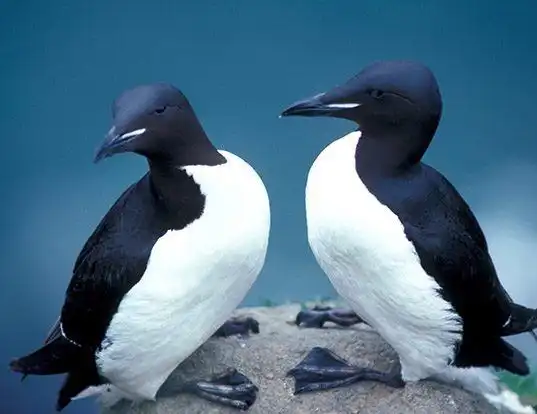 Picture of a thick-billed murre (Uria lomvia)