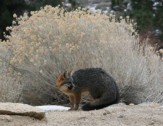 Picture of a gray fox (Urocyon cinereoargenteus)
