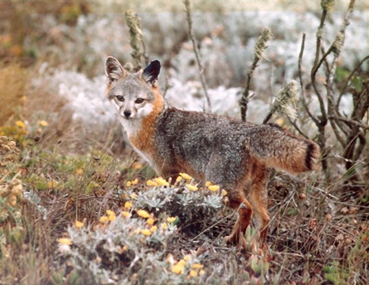 Picture of a island fox (Urocyon littoralis)