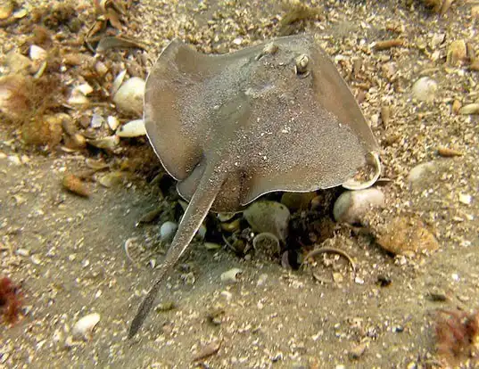 Picture of a sparsely-spotted stingaree (Urolophus paucimaculatus)