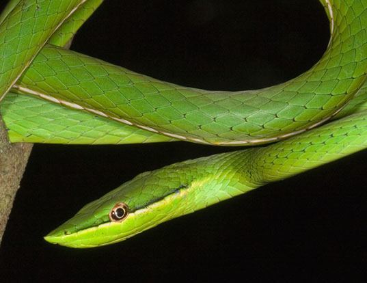 Picture of a pointed snake (Uromacer oxyrhynchus)