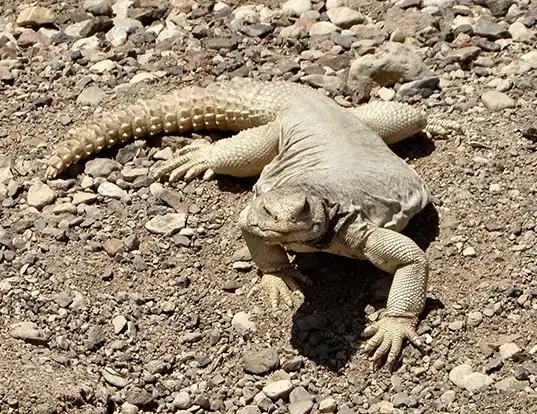 Picture of a egyptian spiny-tailed lizard (Uromastyx aegyptia)