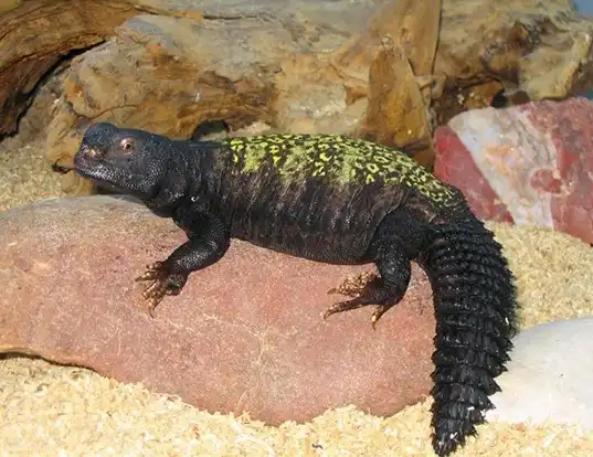 Picture of a sudan mastigure (Uromastyx dispar)