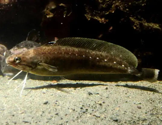 Picture of a mud hake (Urophycis tenuis)