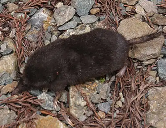 Picture of a japanese shrew mole (Urotrichus talpoides)