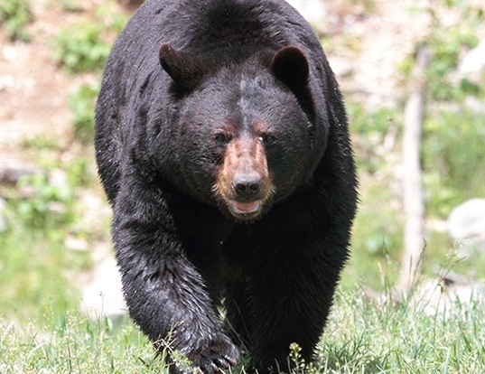 Picture of a american black bear (Ursus americanus)