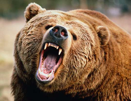 Picture of a brown bear and grizzly bear (Ursus arctos)