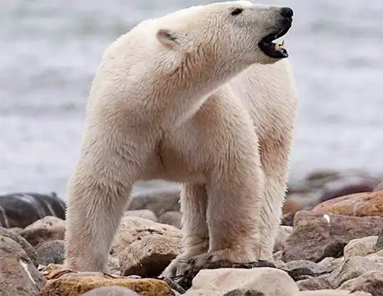 Picture of a polar bear (Ursus maritimus)