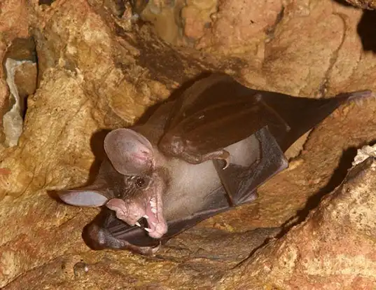 Picture of a spectral bat (Vampyrum spectrum)