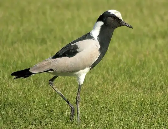 Picture of a blacksmith lapwing (Vanellus armatus)