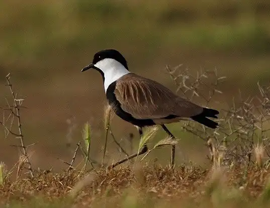 Picture of a spur-winged lapwing (Vanellus spinosus)