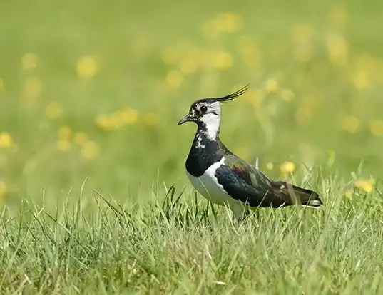 Picture of a northern lapwing (Vanellus vanellus)