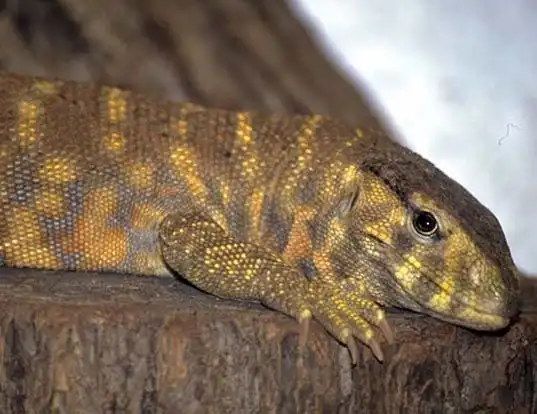 Picture of a indian yellowish waral lizard (Varanus flavescens)