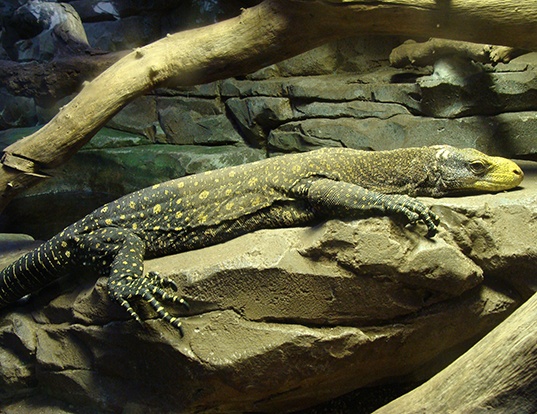 Picture of a crocodile monitor (Varanus salvadorii)