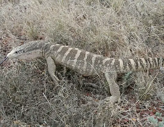 Picture of a spencers monitor (Varanus spenceri)