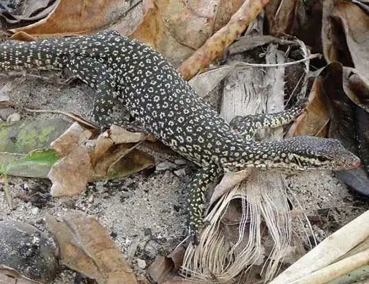 Picture of a spotted tree monitor (Varanus timorensis)
