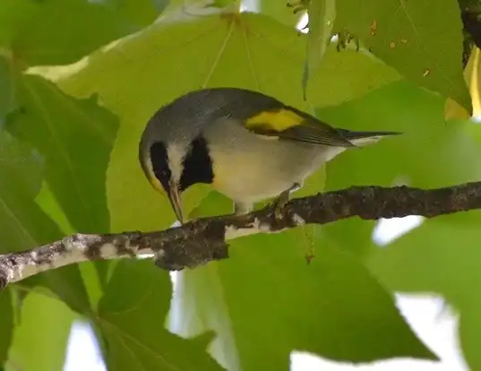 Picture of a golden-winged warbler (Vermivora chrysoptera)