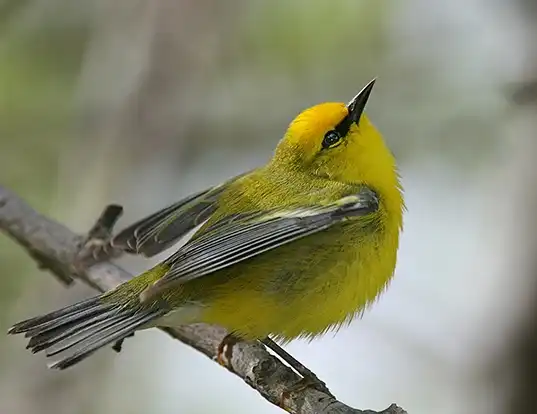 Picture of a blue-winged warbler (Vermivora cyanoptera)