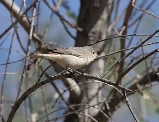Picture of a lucy's warbler (Vermivora luciae)