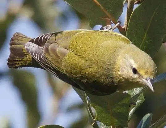 Picture of a tennessee warbler (Vermivora peregrina)