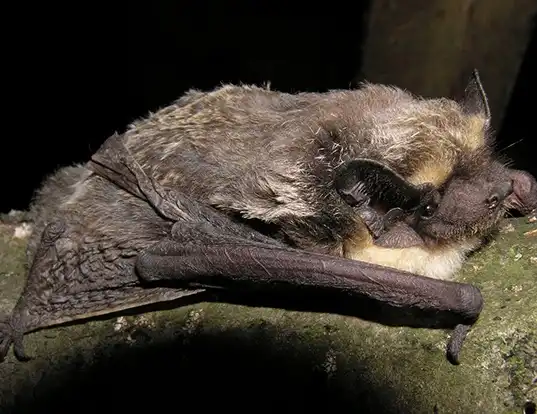 Picture of a particolored bat (Vespertilio murinus)