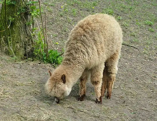 Picture of a alpaca (Vicugna pacos)