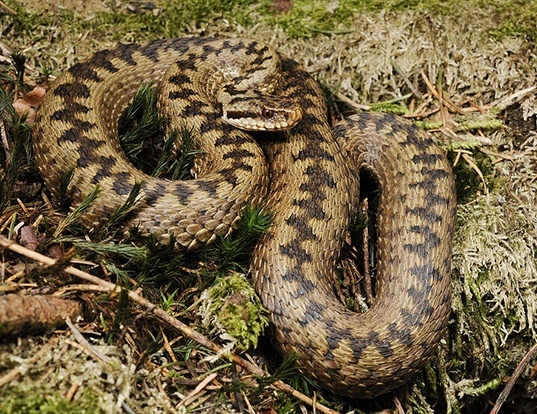 Picture of a northern viper (Vipera berus)